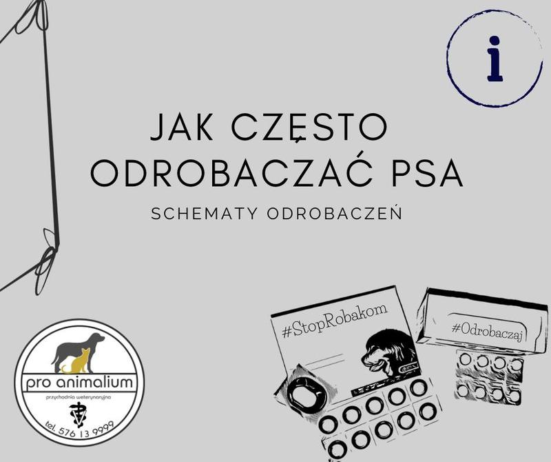 Oszczędzanie na odrobaczeniu psa