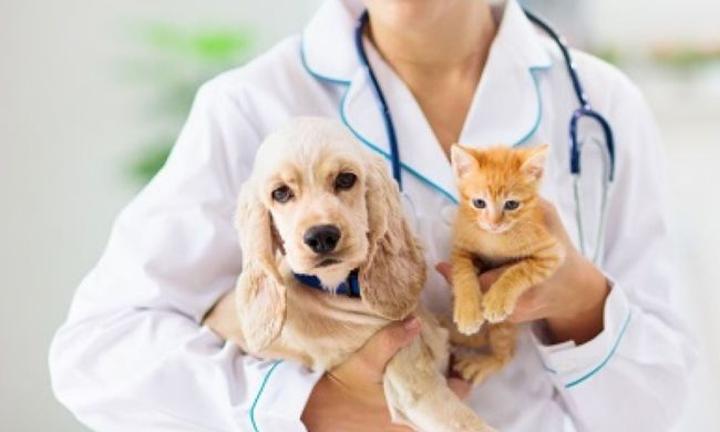 Oszczędzanie na weterynarzu