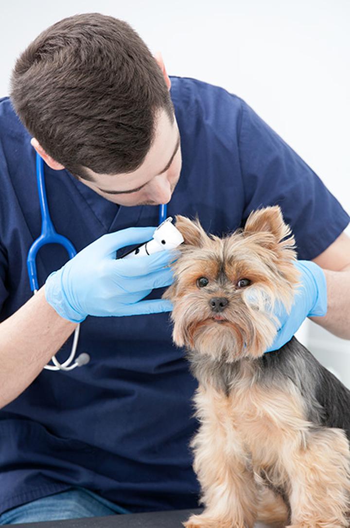 Ubezpieczenie dla zwierząt