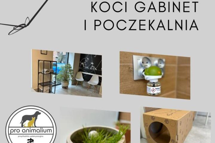 Ubezpieczenie zdrowotne dla kota