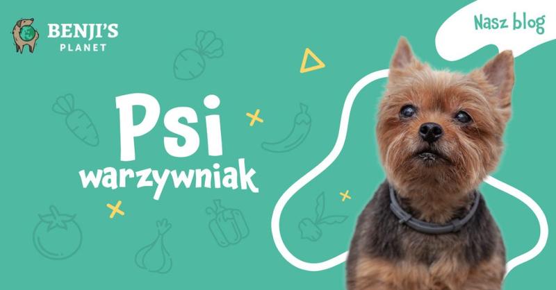 Wskazówki podawania śliwek psom