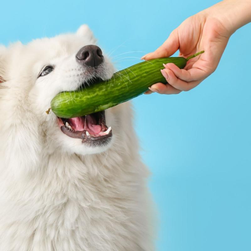 Zdrowe żywienie psów