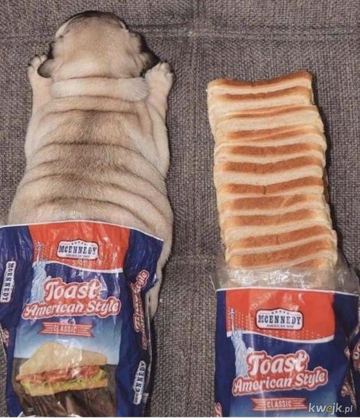 Zdrowe żywienie psów