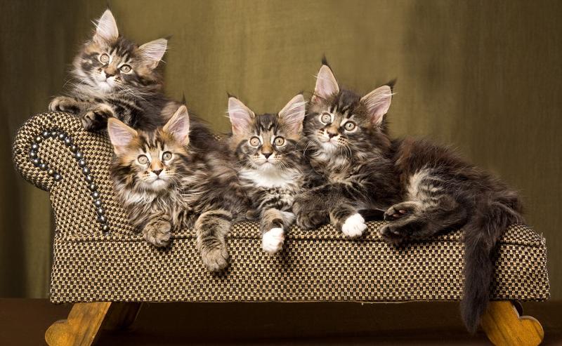 Bezpieczne zasady żywienia: czy kot może skosztować mięsa z rosołu?