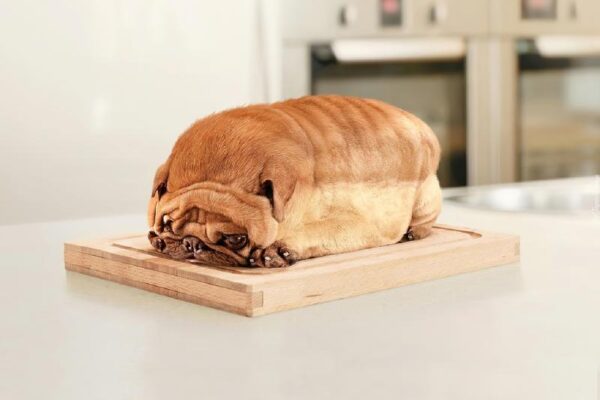 Czy pies może jeść chleb? Odkryj sekrety zdrowego żywienia swojego pupila