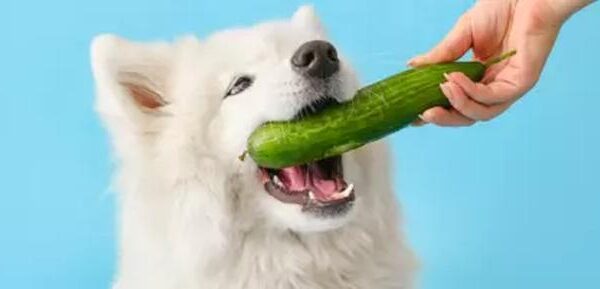 Czy pies może jeść ogórka? Poznaj najważniejsze informacje o bezpiecznym karmieniu pupila