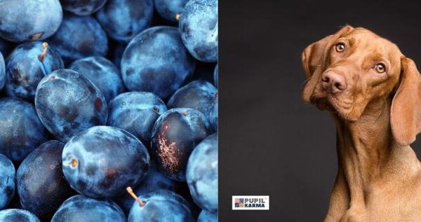 Czy psy mogą bezpiecznie jeść śliwki? Kluczowe zasady i zdrowotne skutki tej smakołyki