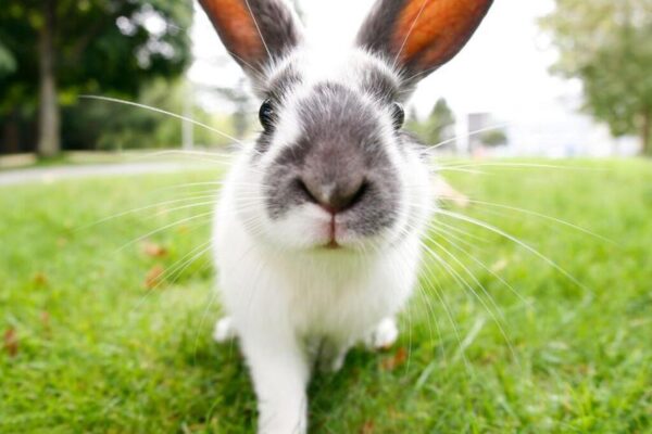 Dlaczego Królik Gryzie Klatkę? Odkryj Prawdziwe Przyczyny i Skuteczne Rozwiązania