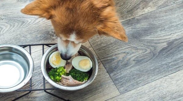 Jajka dla psa: fakty, które warto znać, oraz bezpieczne metody podawania