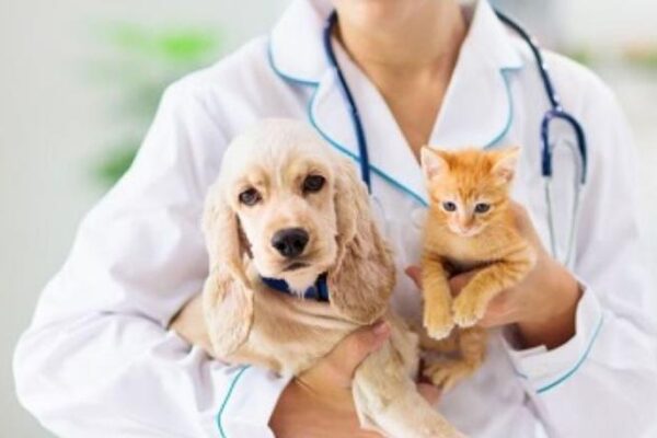 Jak nie przepłacać za wizytę kontrolną u weterynarza? Oto porady, które warto znać!