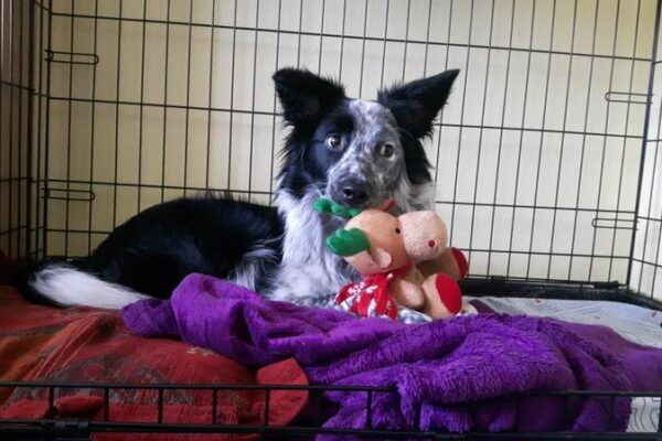 Jak zapewnić komfort border collie: poradnik wyboru idealnej klatki