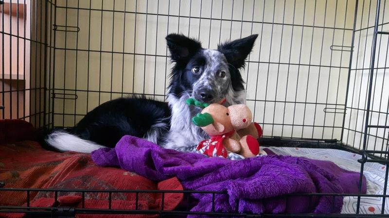 Jak zapewnić komfort border collie: poradnik wyboru idealnej klatki