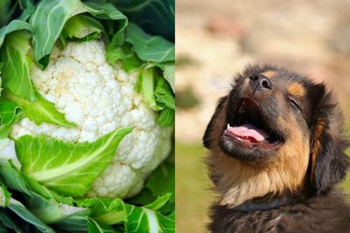 Pies i kalafior: co musisz wiedzieć przed dodaniem warzywa do jego diety
