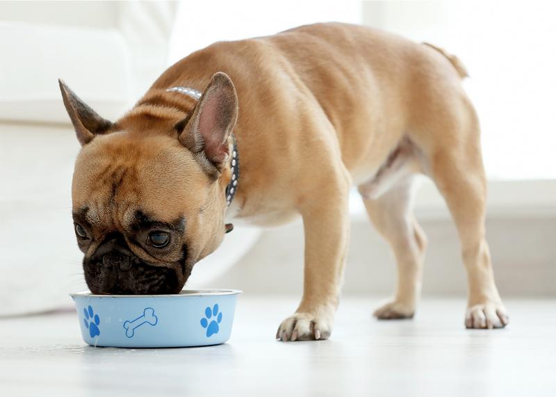 Pomidory a dietetyka psa – jak bezpiecznie karmić swojego pupila?