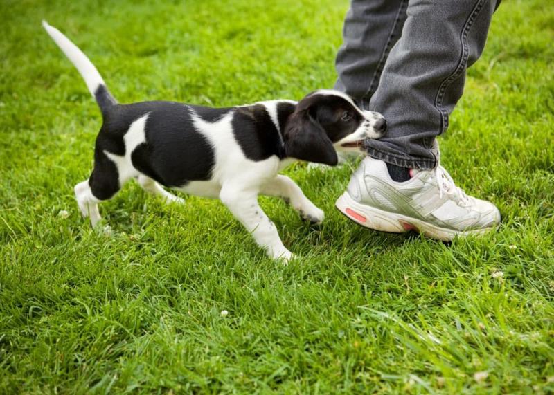 Legowisko dla szczeniaka