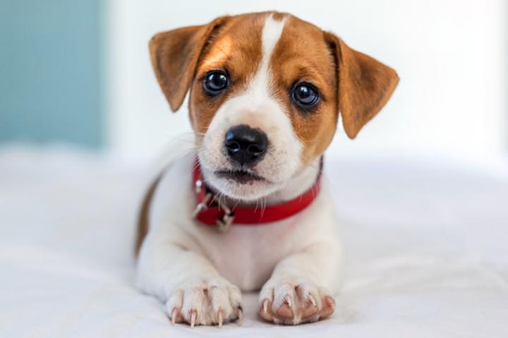 Techniki uspokajania szczeniaka