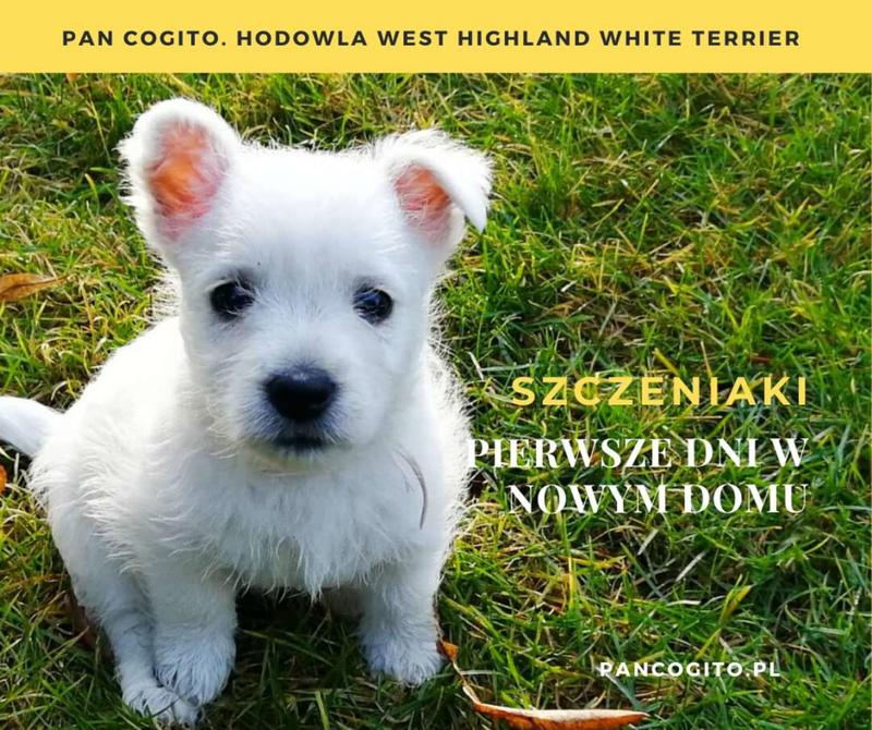 Szczeniak w legowisku – sprawdzone metody na spokojny sen i pułapki, których warto unikać